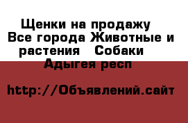 Щенки на продажу - Все города Животные и растения » Собаки   . Адыгея респ.